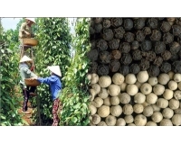 Ồ Ạt Trồng Tiêu, Bỏ Quên Chất Lượng