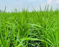 LÚA ĐẺ NHÁNH – THỜI ĐIỂM VÀNG QUYẾT ĐỊNH NĂNG SUẤT